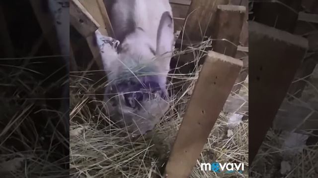 Коза сломала рога, кровь фонтаном, последствия обезроживания смотреть онлайн