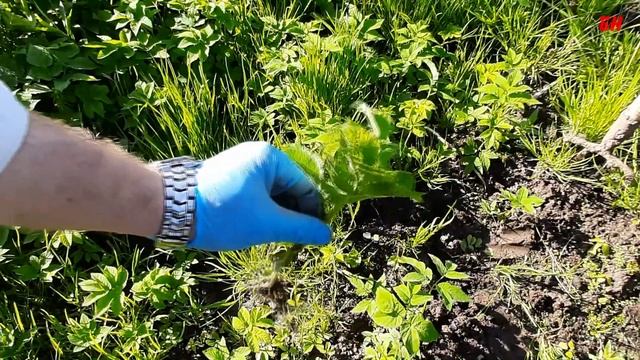 сныть обыкновенная, чудо трава, сорняк, медонос, витамин, собираем сныть смотреть онлайн