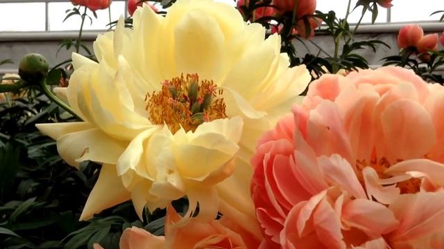 Peony Coral Charm - www.peonyshop.com смотреть онлайн