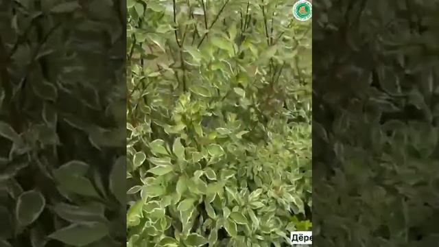 Дёрен - ОЧЕНЬ КРАСИВЫЙ и НЕПРИХОТЛИВЫЙ кустарник для ЖИВОЙ ИЗГОРОДИ! смотреть онлайн