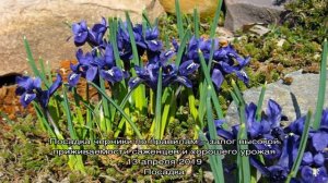 Выращиваем луковичные ирисы: особенности посадки и ухода