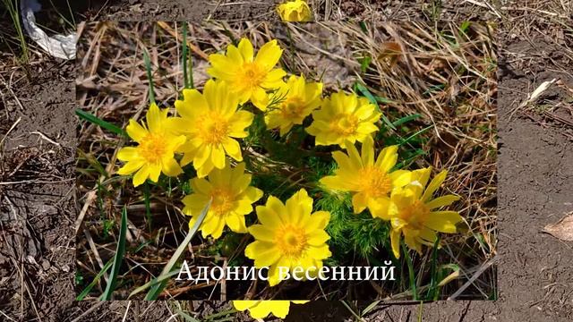 Адонис - посадка и уход, виды и сорта фото и описание смотреть онлайн