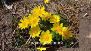 Адонис - посадка и уход, виды и сорта фото и описание