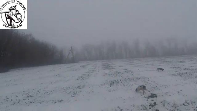охота на зайца в преддверии нового года смотреть онлайн