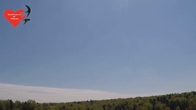Массовый выпуск стрижей Москва 18.05.2017 смотреть онлайн