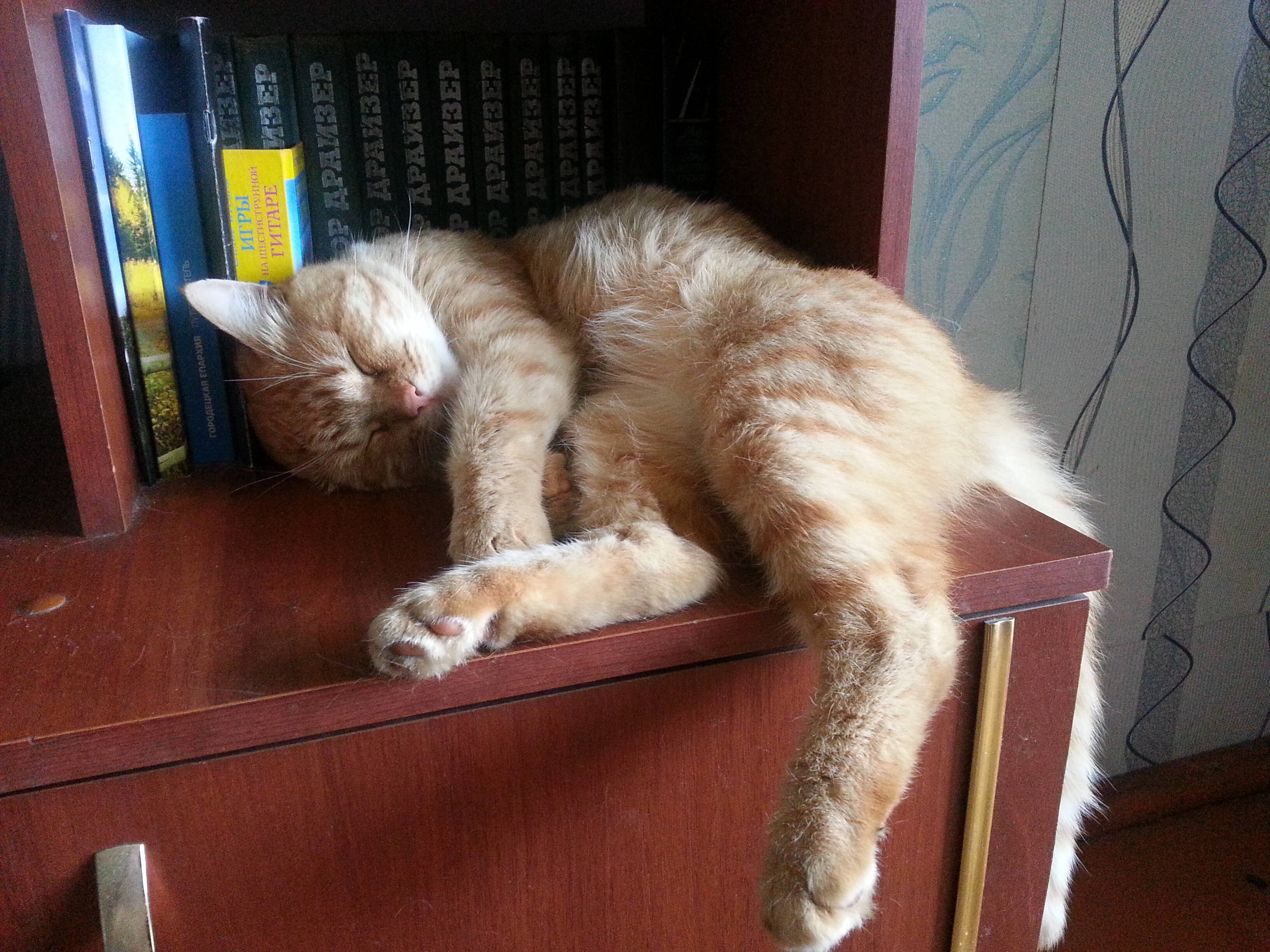 Спящий котик смотреть онлайн