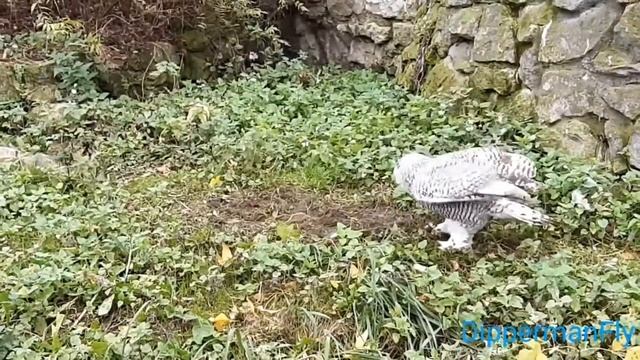 Совиные игры смотреть онлайн
