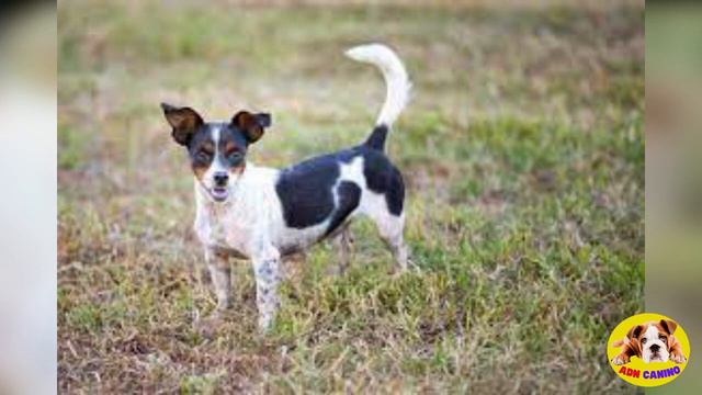 🚨 RAZAS DE PERRO MAS LONGEVAS смотреть онлайн