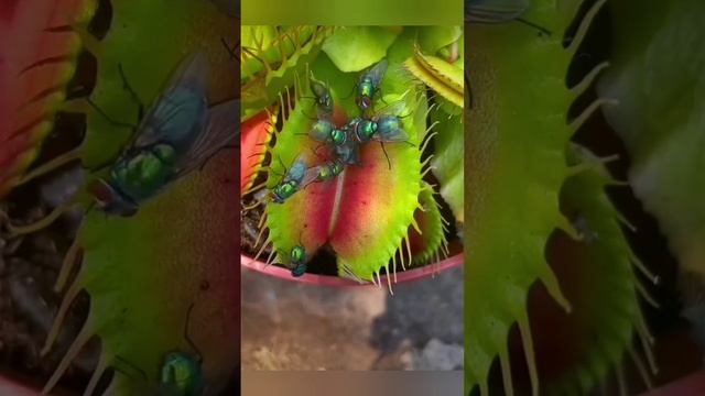 Вопрос Сколько мух поймала мухоловка.mp4 смотреть онлайн