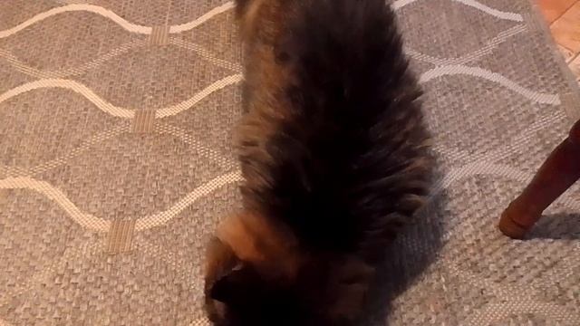 Кот Марс. Требует ветчину. Перекусил. смотреть онлайн