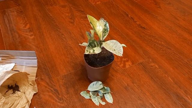 194. Цветы. Посылка из Омска. смотреть онлайн
