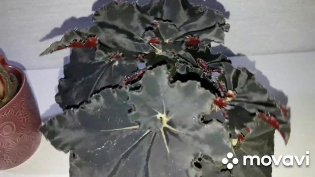 КОМНАТНЫЕ РАСТЕНИЯ(ЦВЕТЫ).БЕГОНИИ. смотреть онлайн