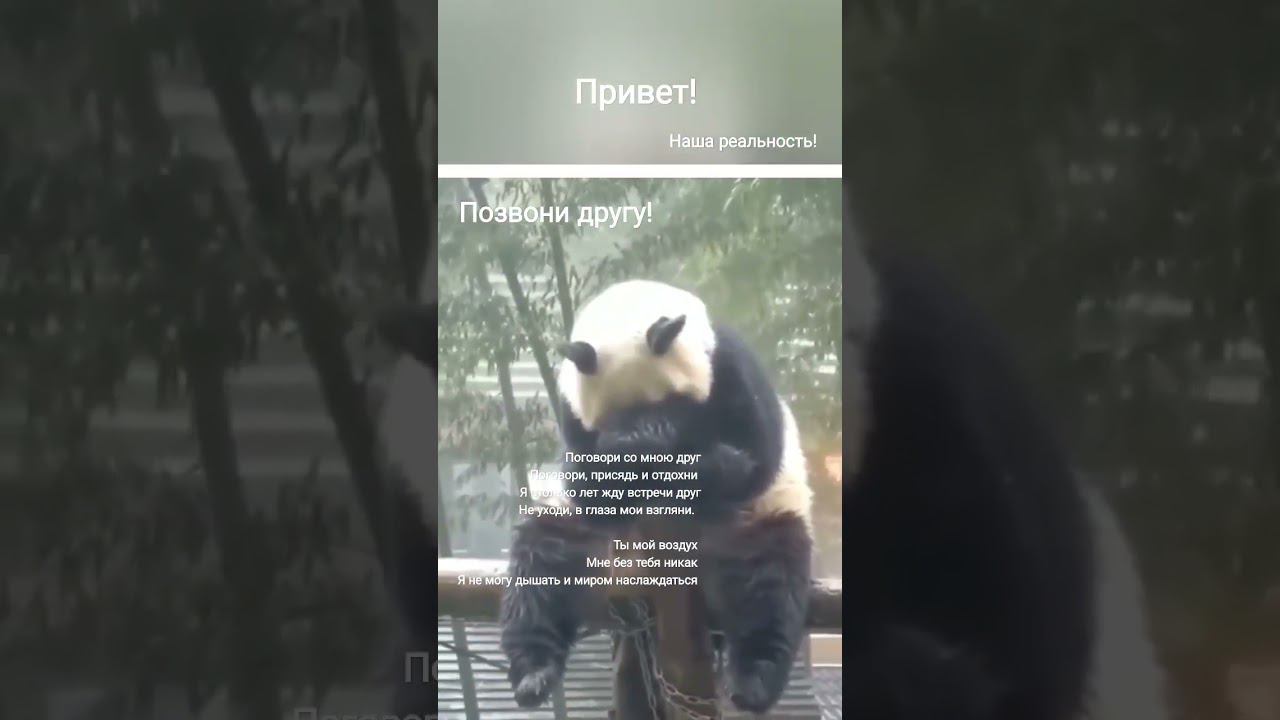 Позвони другу! #авторпесен #светланаклимовабабичева #love #shorts #relaxation смотреть онлайн