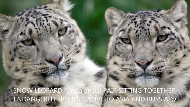 COOL CATS PHOTO - Snow Leopard 2 (Снежный Барс) смотреть онлайн