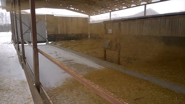 Разбрасывание соломы на логове навеса для молочных коров в КФХ "Герефорд" смотреть онлайн