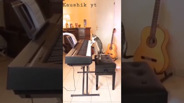 Cat piano 😂😂🔥🔥🐆🐆# subscribe for more @kaushik yt смотреть онлайн