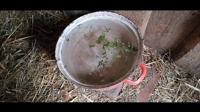 Как дать курице лекарство без стресса? Куры хрипят,чихают,чем лечить? Тилозин.Голошейки и доминанты смотреть онлайн