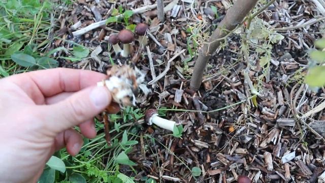 Propagation de champignons comestibles ( Stropharia rugoso-annulata) dans les planches. смотреть онлайн