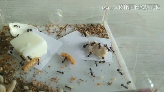 ?ЧТО ВЫБЕРУТ МУРАВЬИ КУРИЦУ? ЯЙЦО? КРЕВЕТКУ?? смотреть онлайн