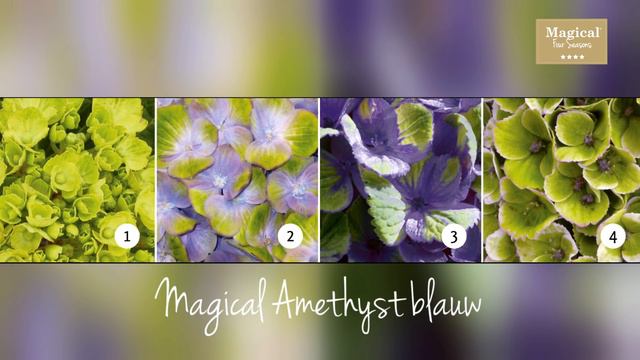 Magical Four Seasons - Wat Maakt Magical Hortensia Zo Bijzonder?