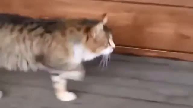 Funkytown galloping сat смотреть онлайн