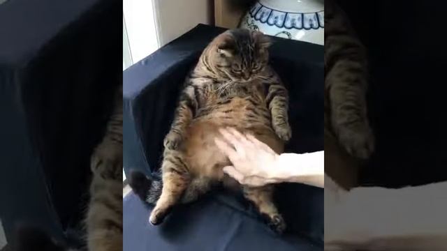 Как правильно чесать пузо коту смотреть онлайн