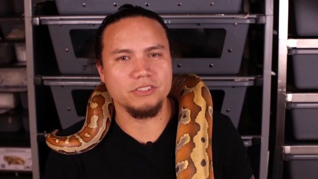 Как приручить агрессивную змею! смотреть онлайн