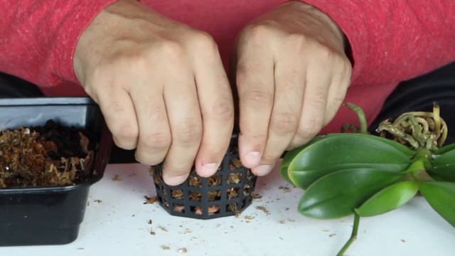 Repotting Your Orchid In a Basket Or Decor Pot... смотреть онлайн