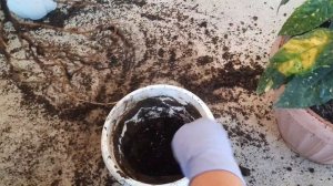 АУКУБА- ВЫРАЩИВАНИЕ, и УХОД!