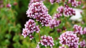 Душица!!!!Лечебные свойства?Противопоказания?применение?