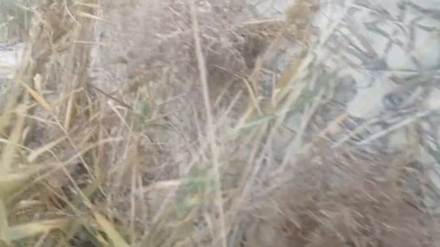 Скрадок для охоты смотреть онлайн