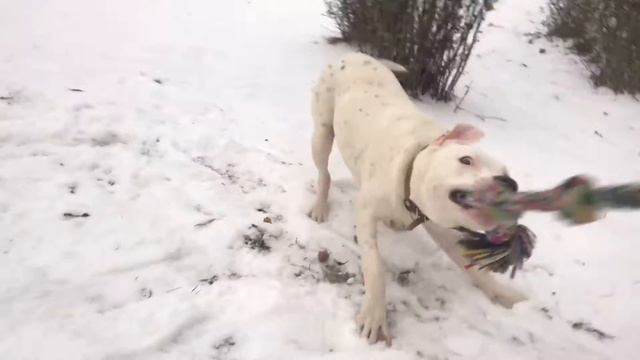 Пит-бульдог от Хана и Беллы - Ари (5 месяцев 26 дней) смотреть онлайн