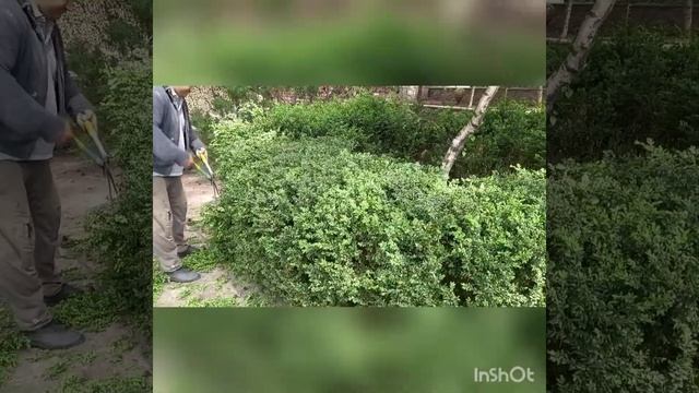 Как окультурить клумбу из САМШИТА и БЕРЕЗЫ! смотреть онлайн