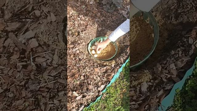 Как сажать тюльпаны и нарциссы осенью. смотреть онлайн