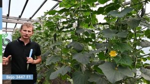 Огурец Акасия F1 (Bejo 3447 F1) - новинка для профессиональных теплиц