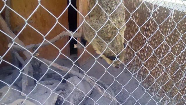 Прыгает и зевает в камеру)) смотреть онлайн