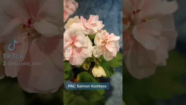 PAC Salmon Komtess #пеларгонія #квіти #квітиукраїни #pelargonium #сортовапеларгонія смотреть онлайн