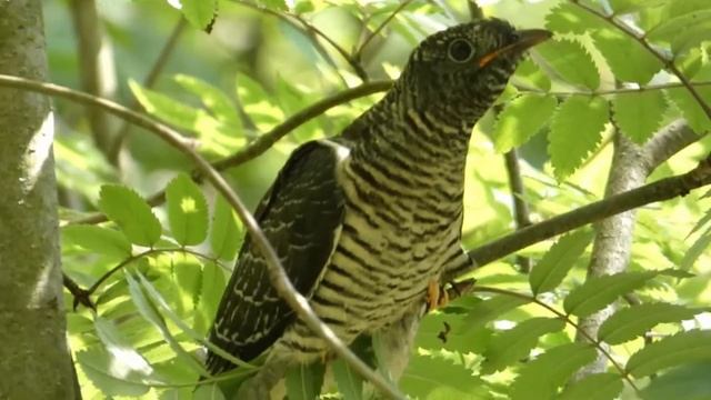 Обыкновенная кукушка - Cuculus canorus смотреть онлайн