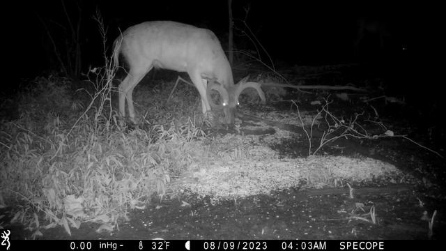Do Trail Cameras Spook Deer Hunting Experiment смотреть онлайн