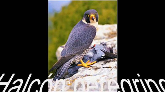 Parque Natural de la Sierra de Grazalema смотреть онлайн