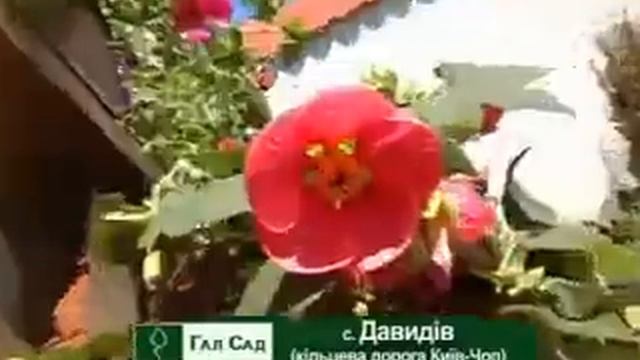 Весняне оформлення квітами смотреть онлайн