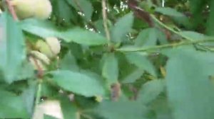 Персики Бродского 2