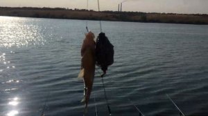 Как быстро почистить таранку или любую вяленую рыбу!