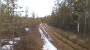 Трёхколёсный вездеход на шинах низкого давления.