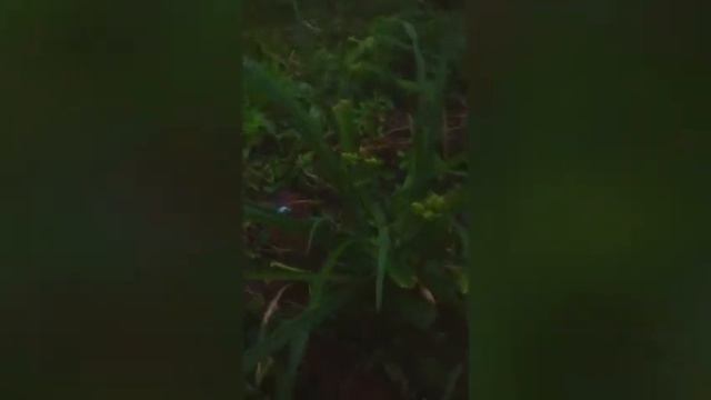 Вечернее видео: лилейник Мини Перл набрал бутоны