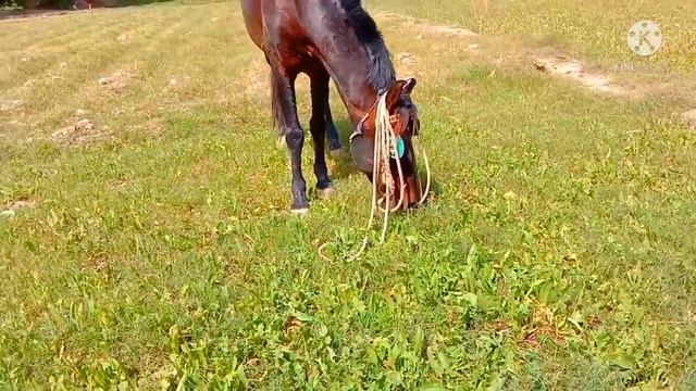 Horse and Donkey Mating first time смотреть онлайн