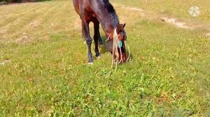 Horse and Donkey Mating first  time