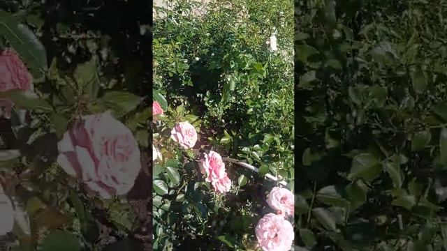 Роза Поэзия❤️ Безупречная красотка? смотреть онлайн