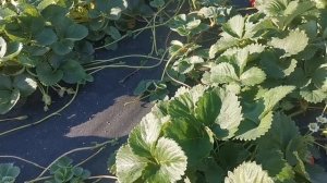 КЛУБНИКА ШАРЛОТТА, САМЫЕ ВКУСНЫЕ СОРТА!