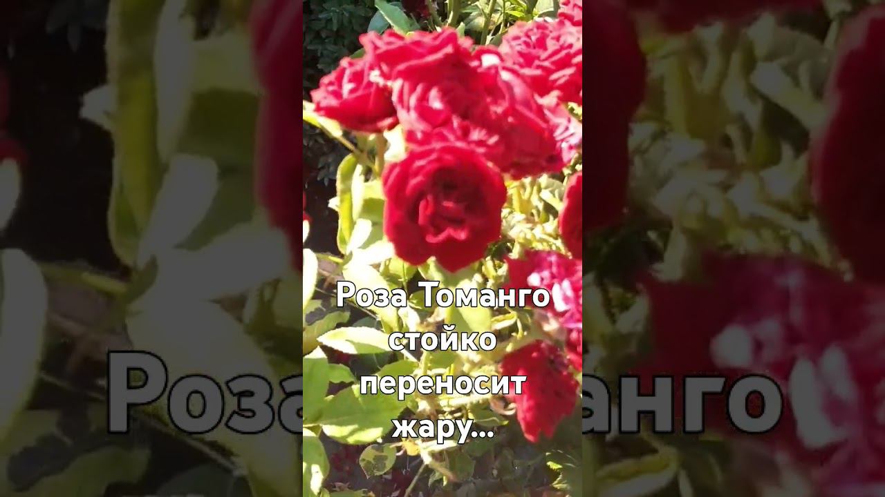 Томанго смотреть онлайн